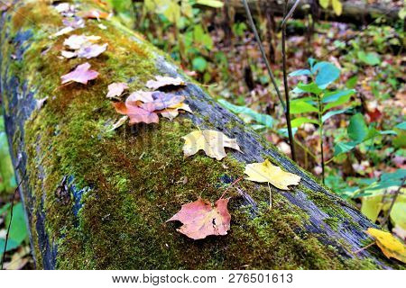 Leaves Fallen On A Moss Covered Log