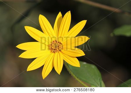 Yellow Flower Of Helianthus Tuberosus Or Jerusalem Artichoke