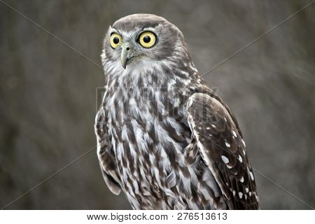 This Is A Close Up Of A  Barking Owl