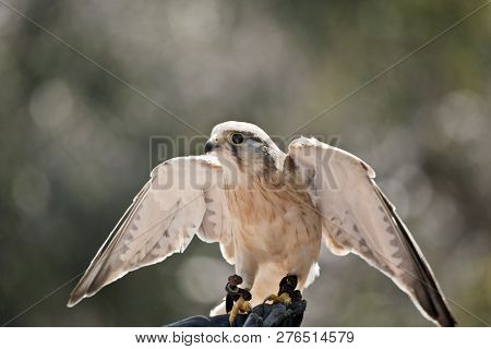 The Australian Nankeen Kestrel Has Its Wing Spread While Perched On A Glove