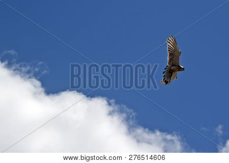 The Australian Nankeen Kestrel Is Flying High In The Sky