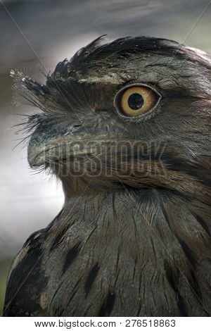 This Is A Close Up Of A Tawny Frogmouth