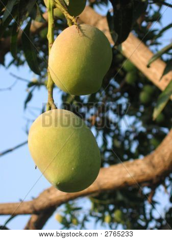Mangos On The Tree