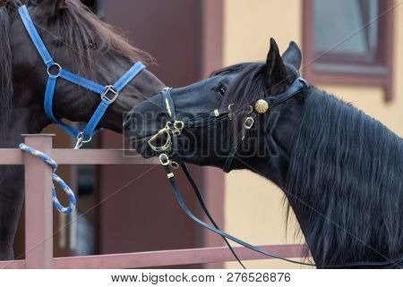 Portrait of two spanish horses in stable. Two stallions getting to know each other.