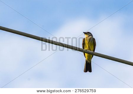 Western Kingbird On A Telephone Pole Wire.