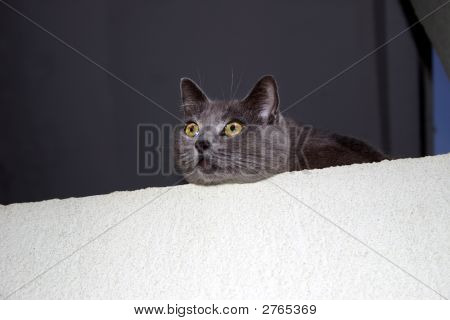 Yellow Eyed šedá kočka