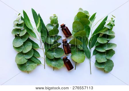 Eucalyptus Essential Oils With Branches Of Eucalyptus On White Background.