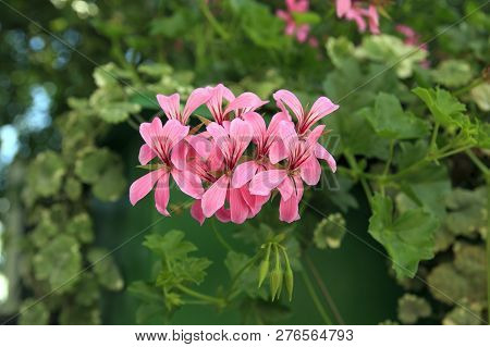 Pelargonium Graveolens Plant With Pink Flowers, 