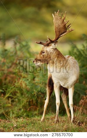 Close Up Of  A Fallow Deer In The Fern Field, Uk.