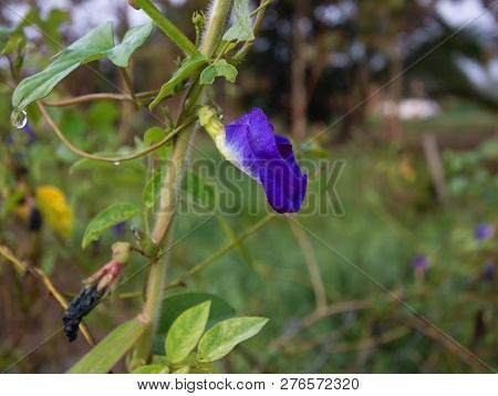 Butterfly Pea,bluebellvine, Blue Pea, Cordofan Pea (clitoria Ternatea)