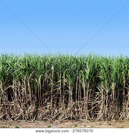 Sugar Cane, Sugarcane Plants Grow In Field, Plantation Sugar Cane Tree Farm, Background Of Sugarcane