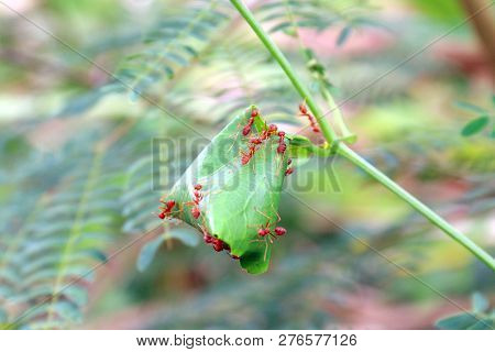 Ants, Red Ant Nest In Nature Forest