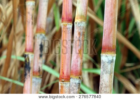 Sugar Cane Fresh, Plantation Sugarcane, Sugarcane Farm, Background Sugar Cane, Sugarcane Agriculture