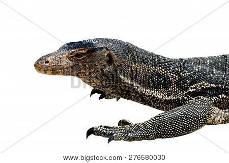 Varanus Salvator, (varanus Bengalesis) Water Monitor Asian Isolated On White Background