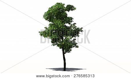 Orange Tree With Fruits Snd Shadow - Separated On White Background - 3d Illustration