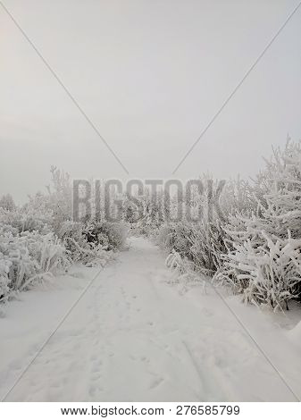 Winter Landscape With Trees In Cloudy Weather.