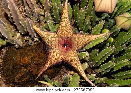 A Strapelia Flower.