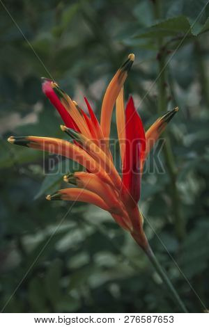 Red And Yellow Heliconia Psittacorum Flowers Close-up