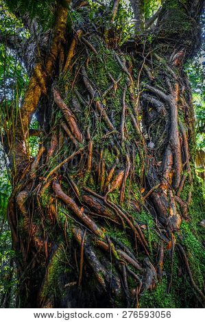 Roots And Ferns In New Zealand Rain Forest