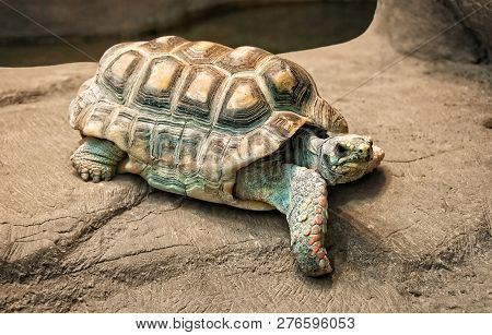 African Spurred Tortoise, Which Is One Of The Largest Species Of Tortoise In The World. North And We