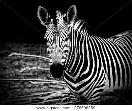 African Zebra. Awesome Print Of African Wildlife, African Safari And Wild Animals. Travel To Africa.