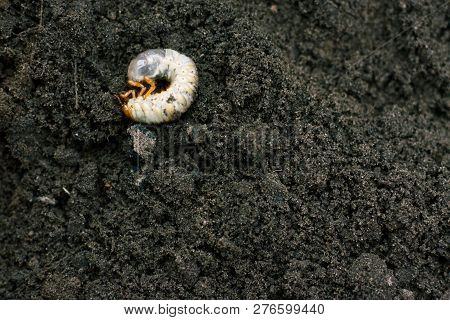 Larva. Vile Disgusting Maggot. Image Of Grub Worms. Beetle Larvae. Nasty Insect. Pest Root. Sickenin