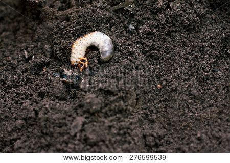 Larva. Vile Disgusting Maggot. Image Of Grub Worms. Beetle Larvae. Nasty Insect. Pest Root. Sickenin