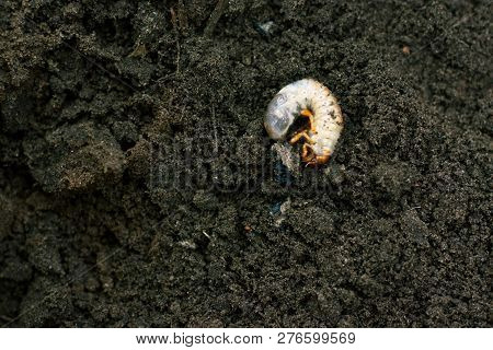 Larva. Vile Disgusting Maggot. Image Of Grub Worms. Beetle Larvae. Nasty Insect. Pest Root. Sickenin