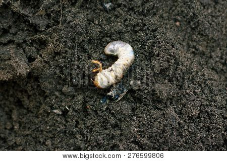 Larva. Vile Disgusting Maggot. Image Of Grub Worms. Beetle Larvae. Nasty Insect. Pest Root. Sickenin