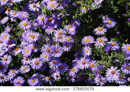 Aster Professor Kippenberg - Latin Name - Aster Dumosus Professor Kippenberg