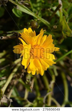 Tickseed Corey Yellow - Latin Name - Coreopsis Grandiflora
