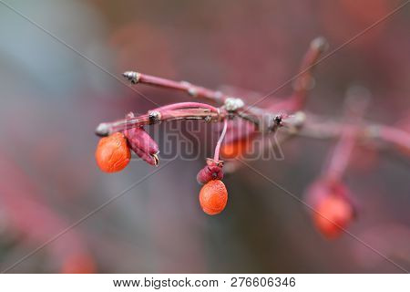 Compact Burning Bush Red Berries - Latin Name - Euonymus Alatus Compactus