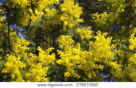 Spring Blosom Mimosa Flowers On Blue Sky
