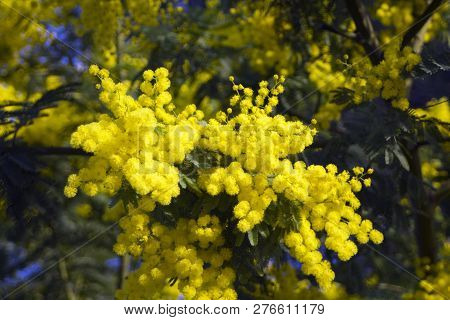 Spring Blosom Mimosa Flowers On Blue Sky