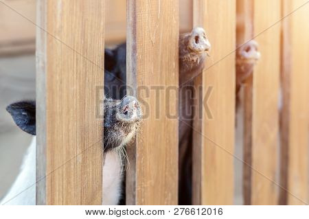 Lot Of Funny Pig Noses Peeking Through Wooden Fence At Farm. Piglets Sticking Snouts . Intuition Or 