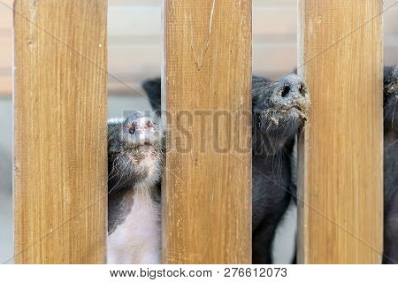 Lot Of Funny Pig Noses Peeking Through Wooden Fence At Farm. Piglets Sticking Snouts . Intuition Or 