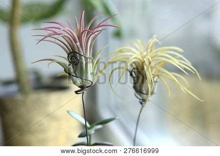 Air Plant, Tillandsia Ionantha, Houseplant Succulent No Pot On Windowsill. Tillandsias Are Low-maint