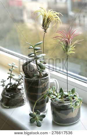 Succulent Houseplant Growing On Windowsill:  Air Plant Tillandsia Ionantha And Jade Plant And Sedum 