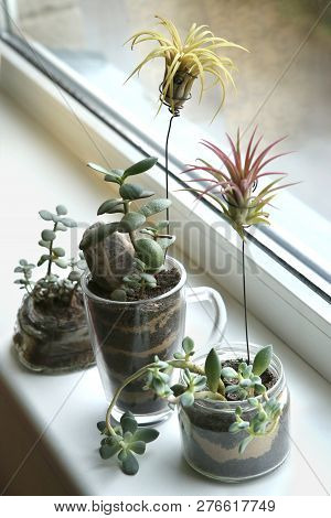 Succulent Houseplant Growing On Windowsill:  Air Plant Tillandsia Ionantha And Jade Plant And Sedum 