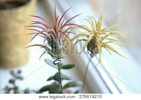 Air Plant, Tillandsia Ionantha, Houseplant Succulent No Pot On Windowsill. Tillandsias Are Low-maint