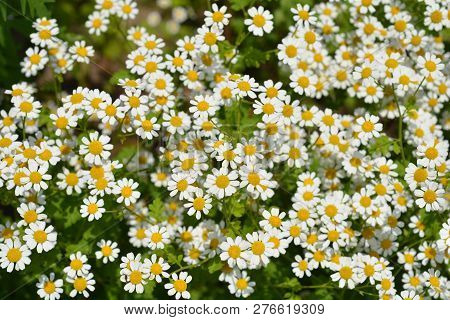 Golden Feverfew - Latin Name - Tanacetum Parthenium Aureum (chrysanthemum Parthenium Aureum)