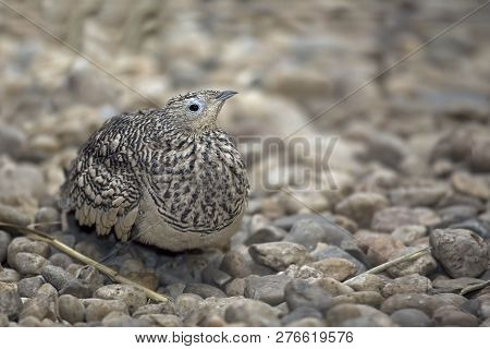 View Of A Beautiful Chestnut-bellied Sandgrouse, Pterocles Exustus