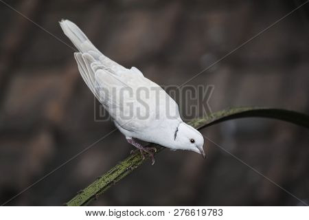 View Of An Alert Ring-necked Dove, Streptopelia Capicola
