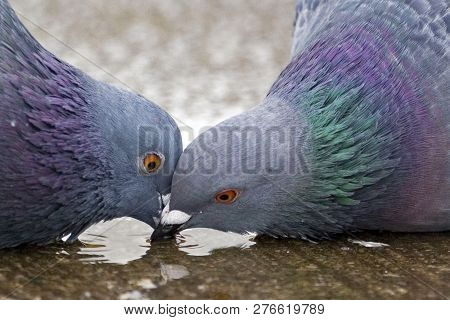 A Pair Oif Rock Dove, Columba Livia, Drinking