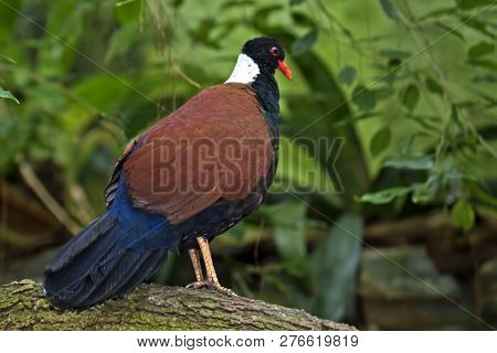 A White-naped Pheasant Pigeon, Otidiphaps Nobilis, On Ground