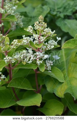 Panicled Hydrangea White Flowers - Latin Name - Hydrangea Paniculata