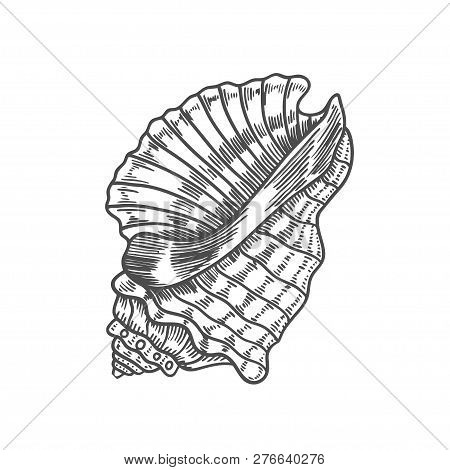 Vector Antique Engraving Illustration Of Spiral Seashell Isolated On White Background