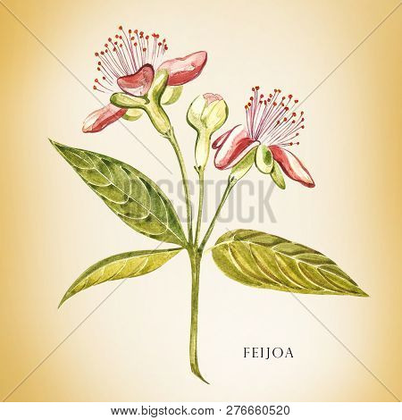 Watercolor Illustration Feijoa Plant. Hand Drawn Watercolor Painting On White Background. Watercolor