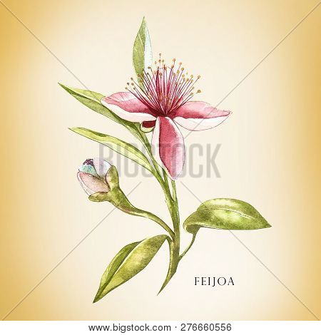 Watercolor Illustration Feijoa Plant. Hand Drawn Watercolor Painting On White Background. Watercolor
