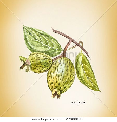 Watercolor Illustration Feijoa Plant. Hand Drawn Watercolor Painting On White Background. Watercolor